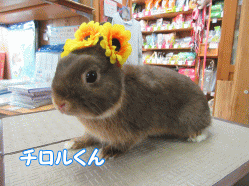 150721e.gif