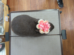 150722h.gif