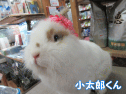 150722k.gif
