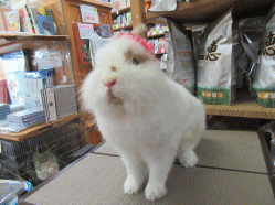 150722l.gif