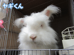 150727o.gif