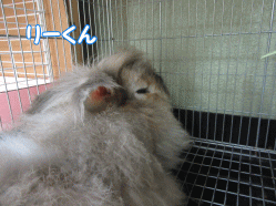 150728o.gif