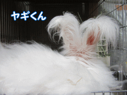 150728q.gif