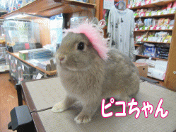 150730a.gif