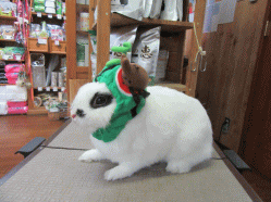 150730d.gif