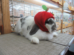 150731f.gif