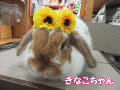 150731k.gif