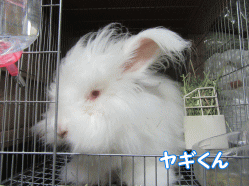 150731m.gif