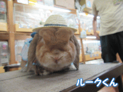 150801a.gif