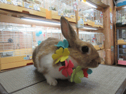 150801bb.gif