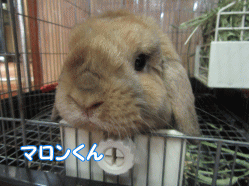 150802m.gif
