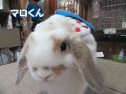 150802r.gif