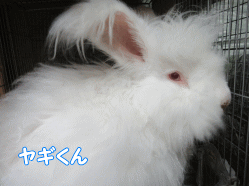 150804o.gif