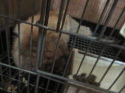 150806h.gif