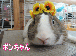 150806y.gif