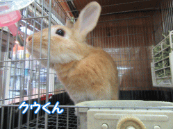 150807l.gif