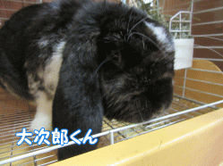150808l.gif