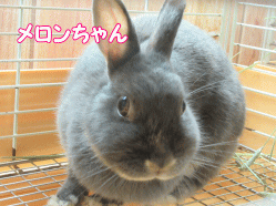 150808m.gif