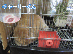150810ak.gif