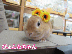 150810g.gif