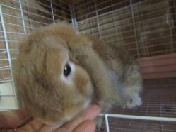 150810l.gif