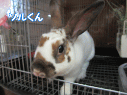 150811i.gif