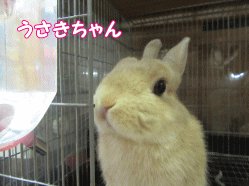 150811l.gif