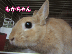 150811q.gif