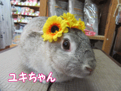 150813a.gif