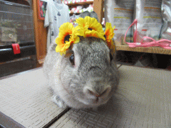 150813b.gif