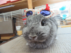 150813f.gif
