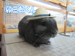 150813g.gif