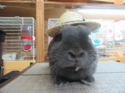 150813h.gif