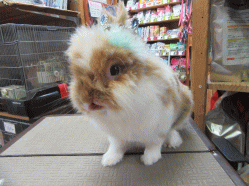 150814b.gif