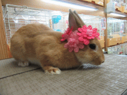 150815d.gif