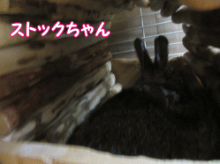 150816s.gif