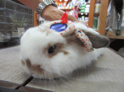 150817d.gif