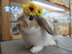 150818a.gif
