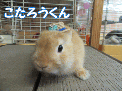 150824i.gif