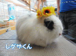 150825a.gif