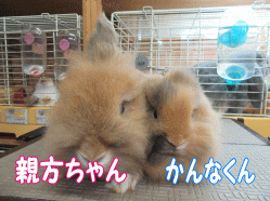 150827q.gif