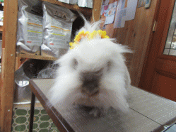 150827t.gif