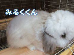 150829q.gif