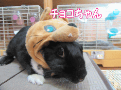 1508302c.gif