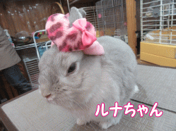 1508302i.gif