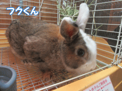 150831g.gif