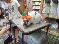 150905l.gif