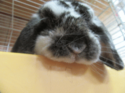 150906z2.gif