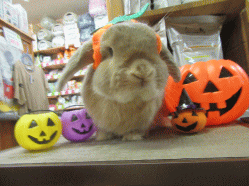 150908b.gif