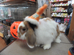 150912b.gif